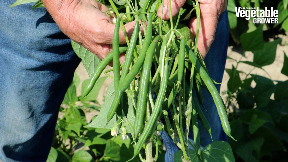Dark Horse (Seminis Vegetable Seeds)