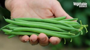 Elegance (Pure Line Seeds)