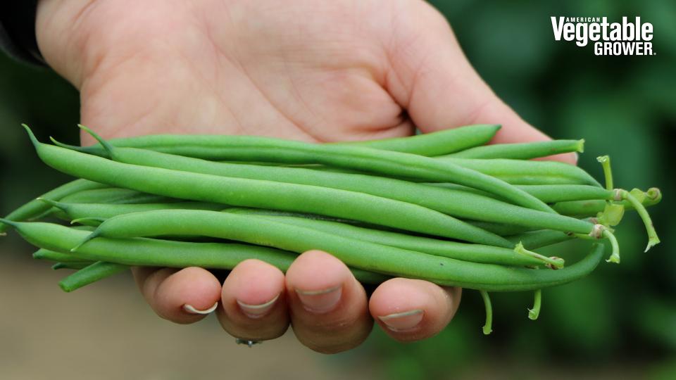 Elegance (Pure Line Seeds)