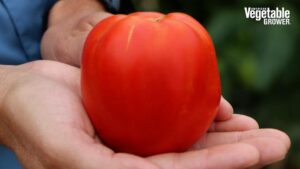 Inca (Sakata Seed America)
