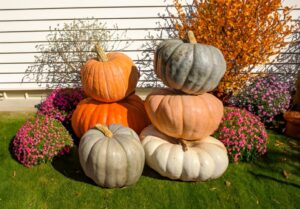 Large Pumpkin Pileup (Gowan Seed Company)