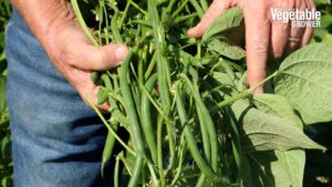 Nyquist (Seminis/Vegetables by Bayer)