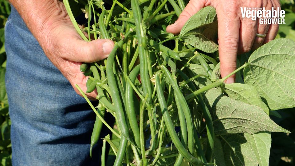 Nyquist (Seminis/Vegetables by Bayer)