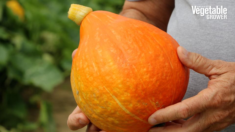 Orange Summer - Red Curry (Enza Zaden)