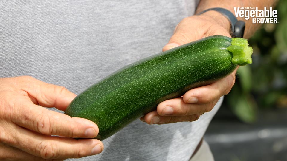 Vegetable Seed Breeders Taking on Susceptibility in Cucurbits