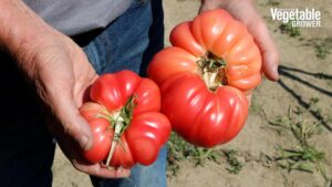 2023 Vegetable Seed Trials: What’s New in Tomatoes [Videos]