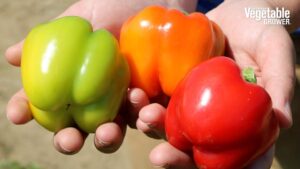 Prism (PanAmerican Seed)