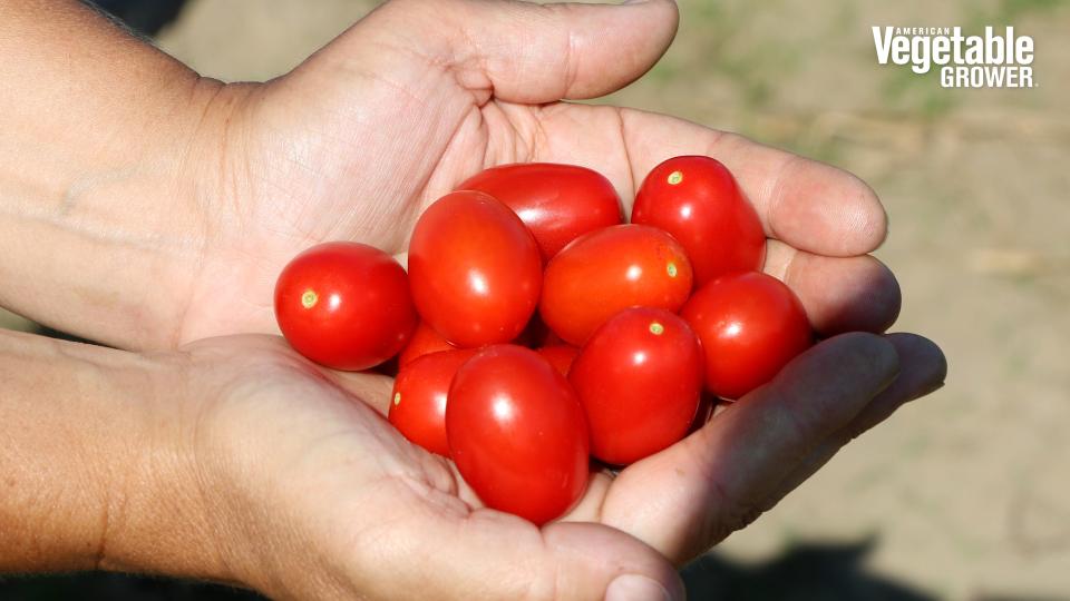Red Coral (Harris Moran)