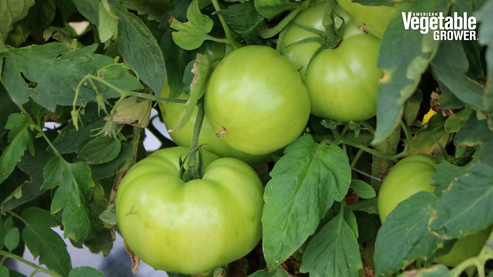 STM2255 (Sakata Seed America)