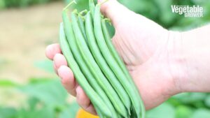 Sanford (Pop Vriend Seeds)