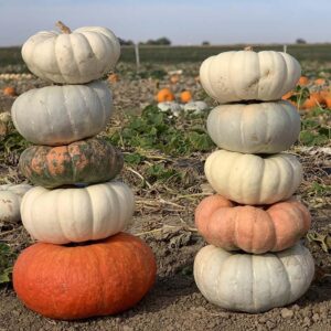 Small Pumpkin Pileup (Gowan Seed Company)