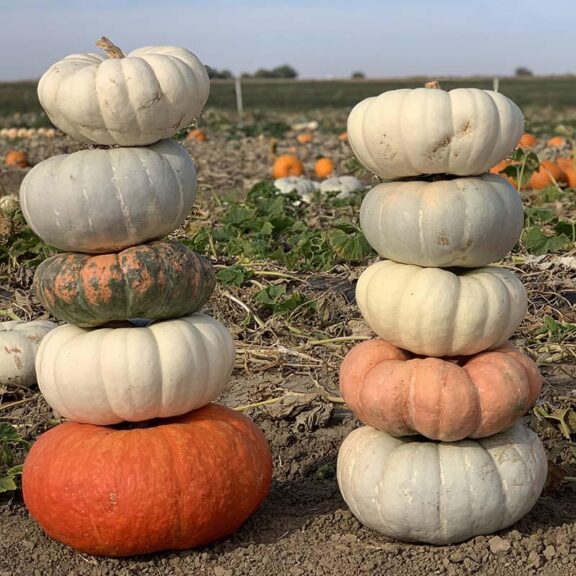 Small Pumpkin Pileup (Gowan Seed Company)