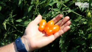 Sun Dipper (PanAmerican Seed)