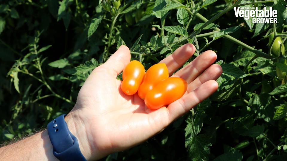 Sun Dipper (PanAmerican Seed)