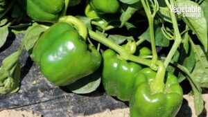 Tarpon (Seminis/Bayer CropScience)
