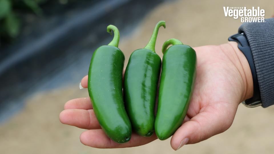 Torrente F1 (Pure Line Seeds)