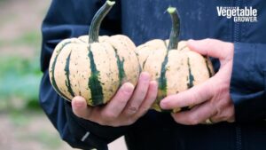 Ugly Dumpling (Rupp Seeds)