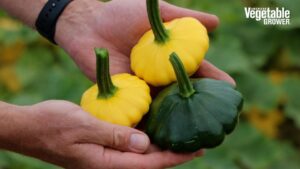 2023 Vegetable Seed Trials: The Latest in Squash and Zucchini [Videos]
