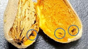New Pest Found Infesting California Almond And Pistachio Crops