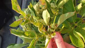 What’s Wrong With My Potato Crop? Dig Down for Answers