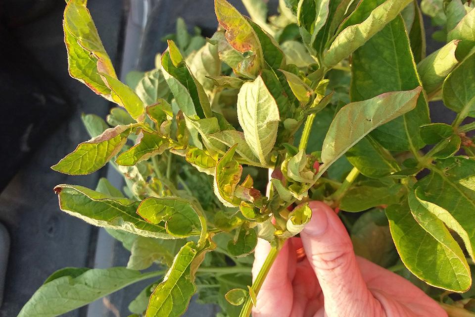 Lygus damage on potato plants