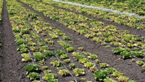 Effective Vegetable Disease Control Depends on Record Keeping
