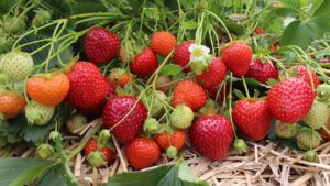 New and Juicy Fruit Varieties You Should Know and Grow