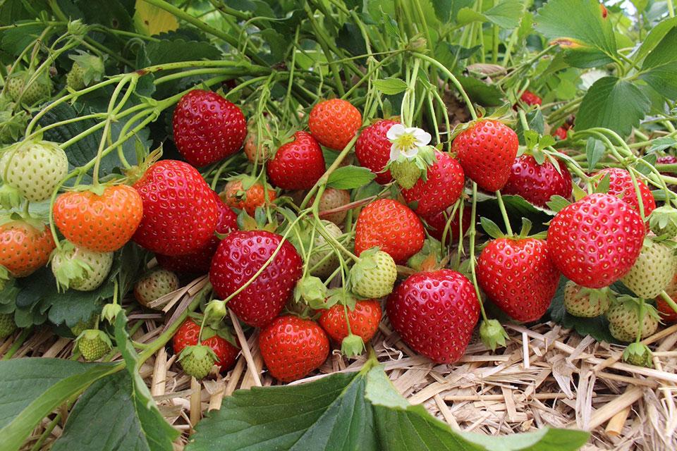 New and Juicy Fruit Varieties You Should Know and Grow