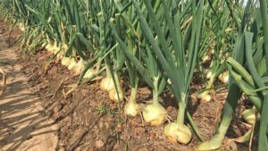 Researchers Get Big Grant To Improve Short-Day Onion Production