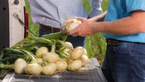 How Shuman Farms Scores Big Being a Game-Day Grower