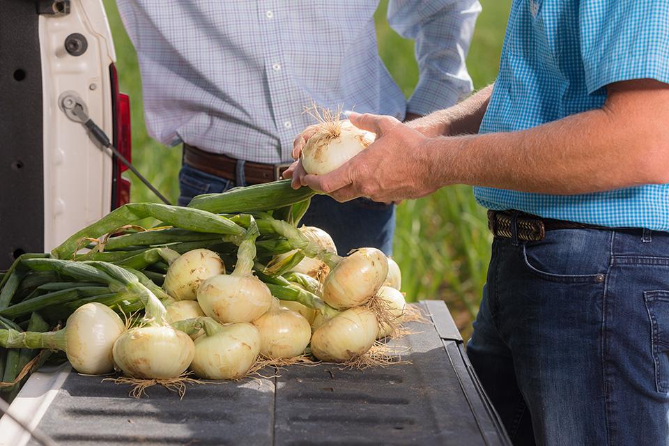 How Shuman Farms Scores Big Being a Game-Day Grower
