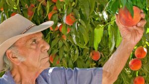 Did Putting Cost Over Quality End Up Costing Nation’s Top Stone Fruit Grower?