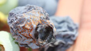 Fresh Perspective on Fungicide Resistance in Berry Crops