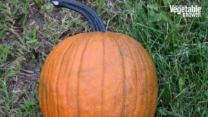 Carbonado Gold (Rupp Seeds)