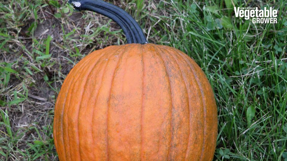 Carbonado Gold (Rupp Seeds)