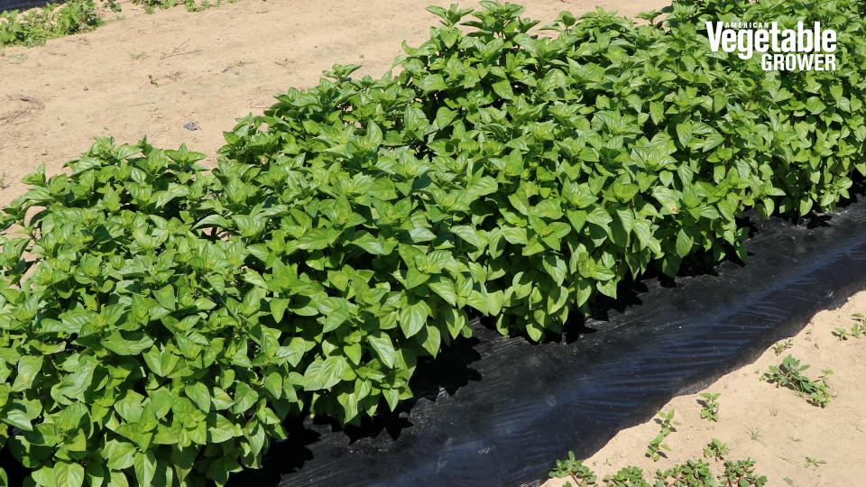Everleaf lemon basil (PanAmerican Seed)
