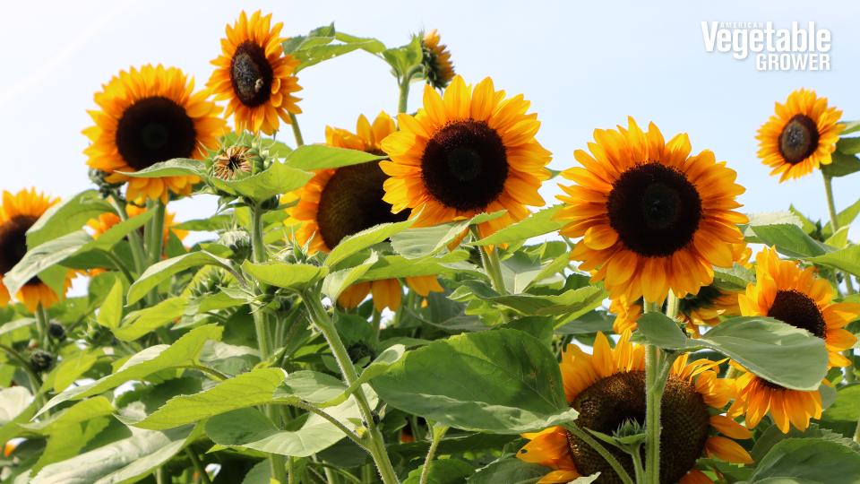 Golden Ray sunflower (Genesis Seeds)