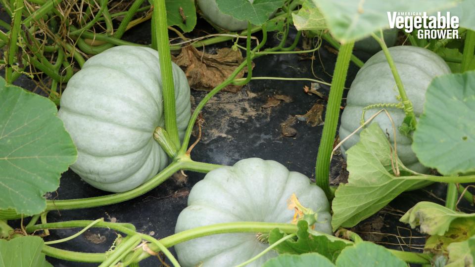 2023 Vegetable Seed Trials: New Pumpkins for the Picking [Videos]