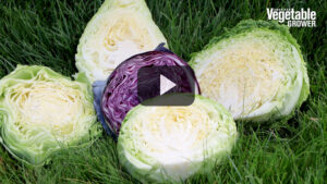 2023 Vegetable Seed Trials: The Latest in Lettuce, Cabbage, and Kale [Videos]