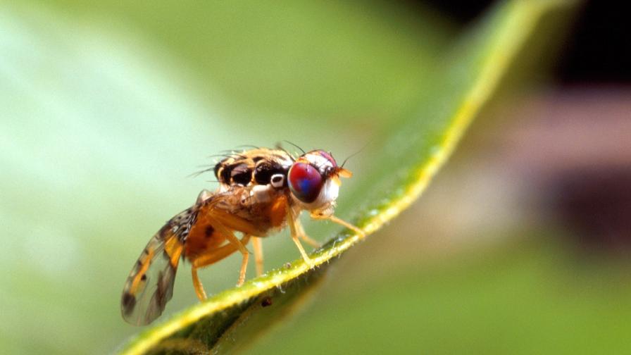 All Clear Given in California Medfly Infestation