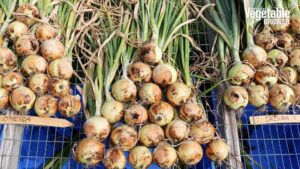 Vegetable Seed Trials: New Carrots And Onions You Should Know [Videos]