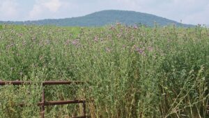 Weeds — A Wicked Problem for Vegetable Growers