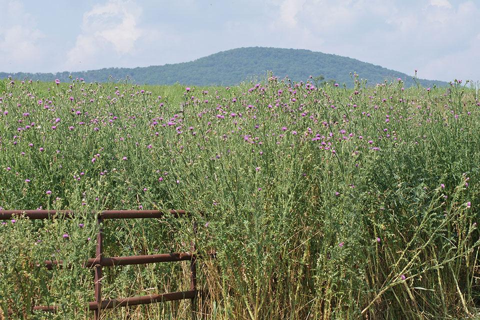 Field of Plumeless thistle