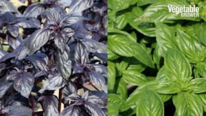 2023 Vegetable Seed Trials: What’s New in Basil and Sunflowers [Videos]