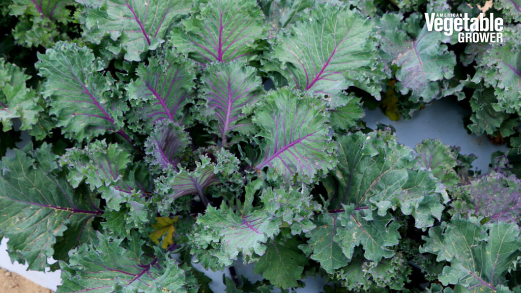 Rainbow Candy Crush F1 kale (Pure Line Seeds)