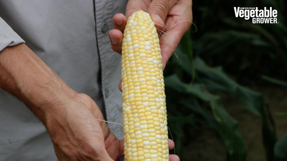 Revision (Syngenta)