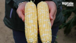 2023 Vegetable Seed Trials: New Sweet Corn Selections To Watch [Videos]