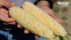 Skyray (Seminis/Vegetables by Bayer)