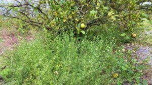 New Solution To Control Goat Weed in Citrus Gains Steam