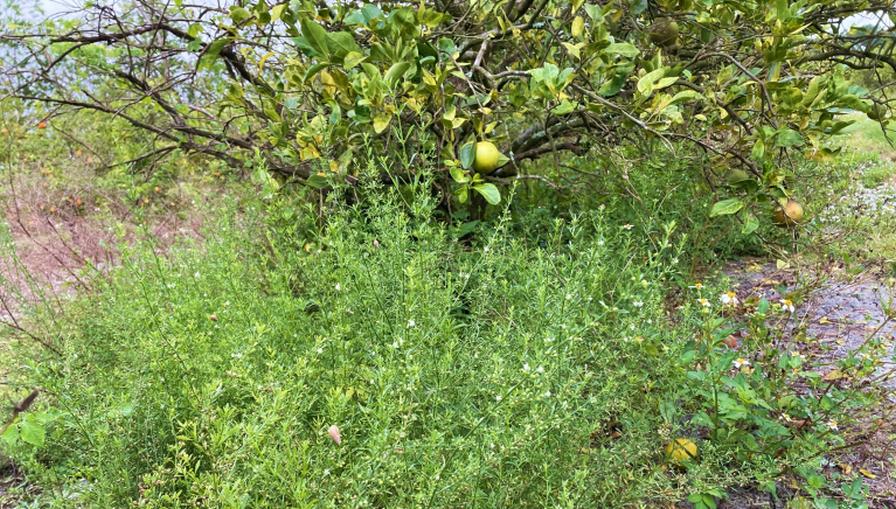 New Solution To Control Goat Weed in Citrus Gains Steam